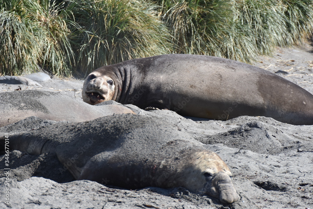 Fototapeta premium Southern elephant seal at Saint Andrew's Bay, South Georgia Island