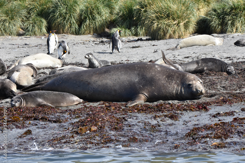 Southern elephant seal at Saint Andrew's Bay, South Georgia Island Southern elephant seal at Saint Andrew's Bay, South Georgia Island