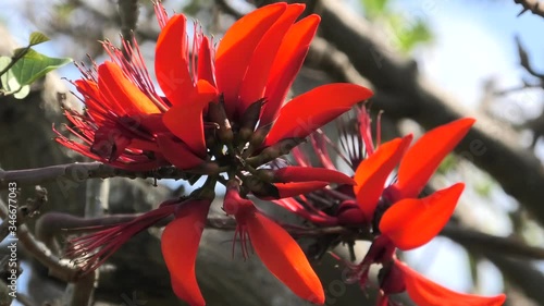 沖縄の公園に咲くデイゴの花