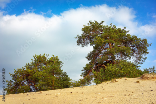 Coniferous trees on a sandy beach