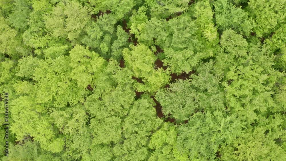 Flying over the green and yellow trees. Landscape autumn forest.
Flying over the green and yellow trees. Landscape autumn forest.