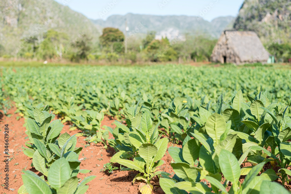 plantaciones de tabaco en el valle de viñales cuba