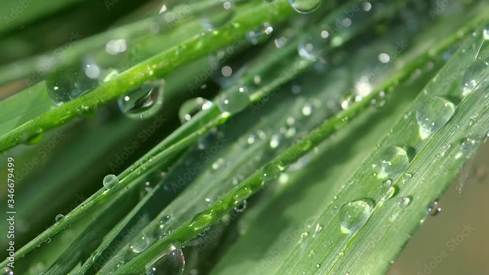 Raindrops on the grass. Nature Raindrops on the grass. Nature