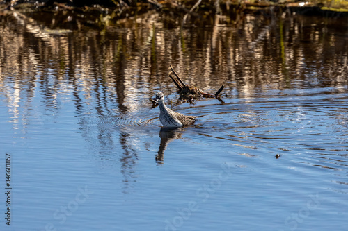 The lesser yellowlegs (Tringa flavipes) in natural conservation area. © karel