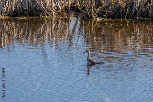The lesser yellowlegs (Tringa flavipes) in natural conservation area.
