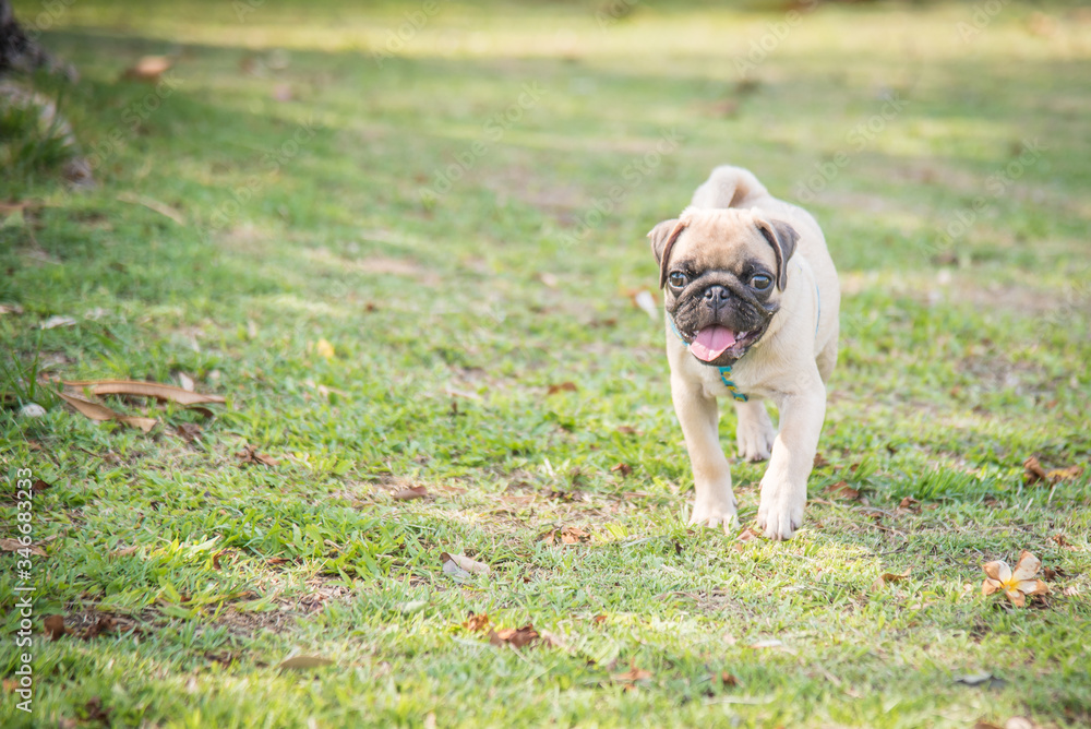 Funny pug dog playing on grass.