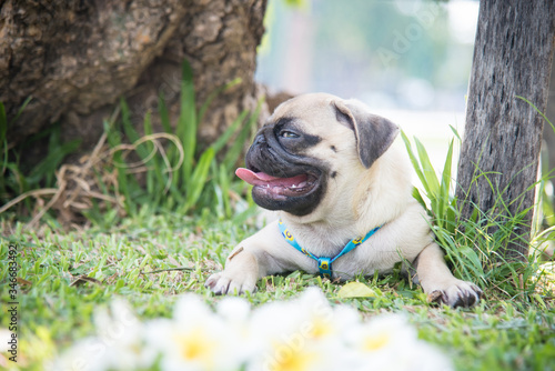 Funny pug dog playing on grass.