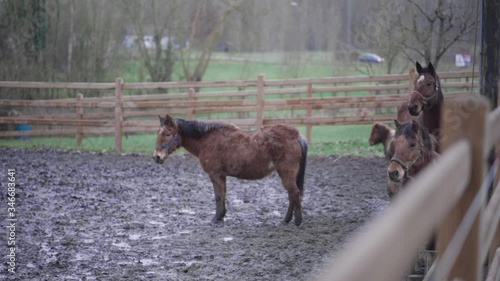 Wallpaper Mural Horses in practise arena turning their heads simultaneously in slow motion. Torontodigital.ca