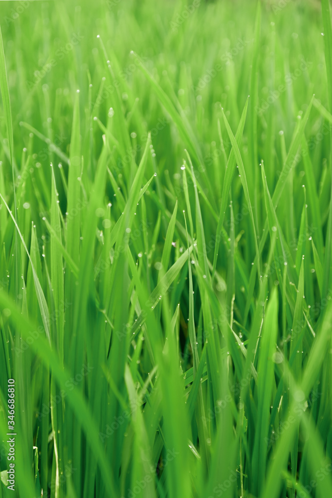 Close-Up of Lush Green Rice Fields in Bali, Indonesia: A Refreshing Tapestry of Freshness