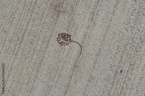 The imprint of a flower falling from a tree on a concrete path on a sunny spring evening.