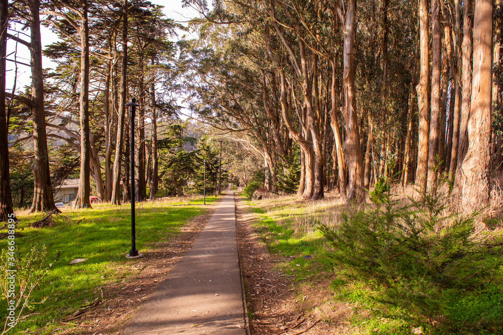 Walking path lined up with trees in Presidio park, San Francisco Walking path lined up with trees in Presidio park, San Francisco