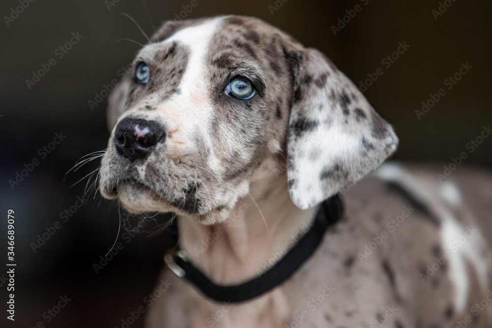Gray Great Dane Puppy Dog