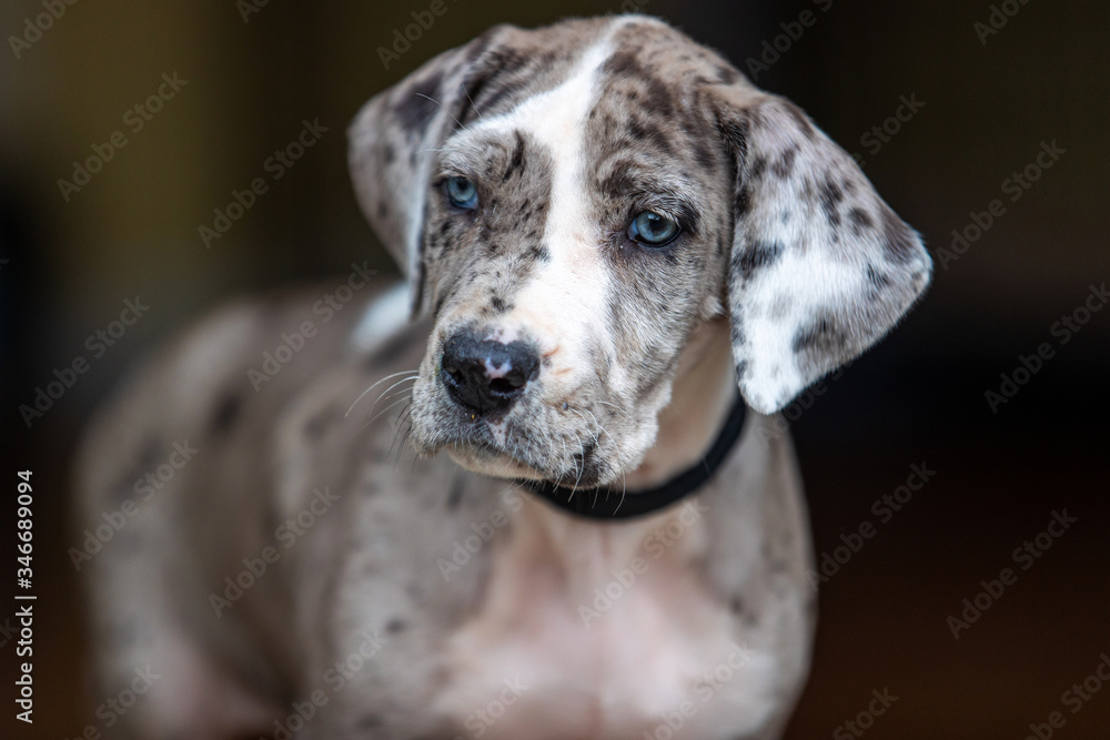 Gray Great Dane Puppy Dog