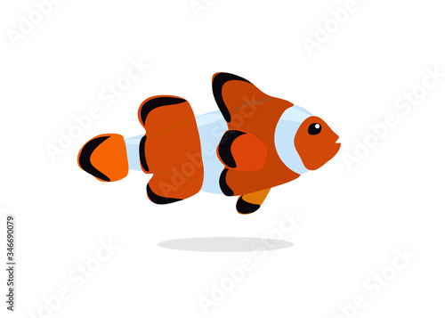 cute clown fish on white background. Vector illustration of reef fish, clown fish or anemone fish