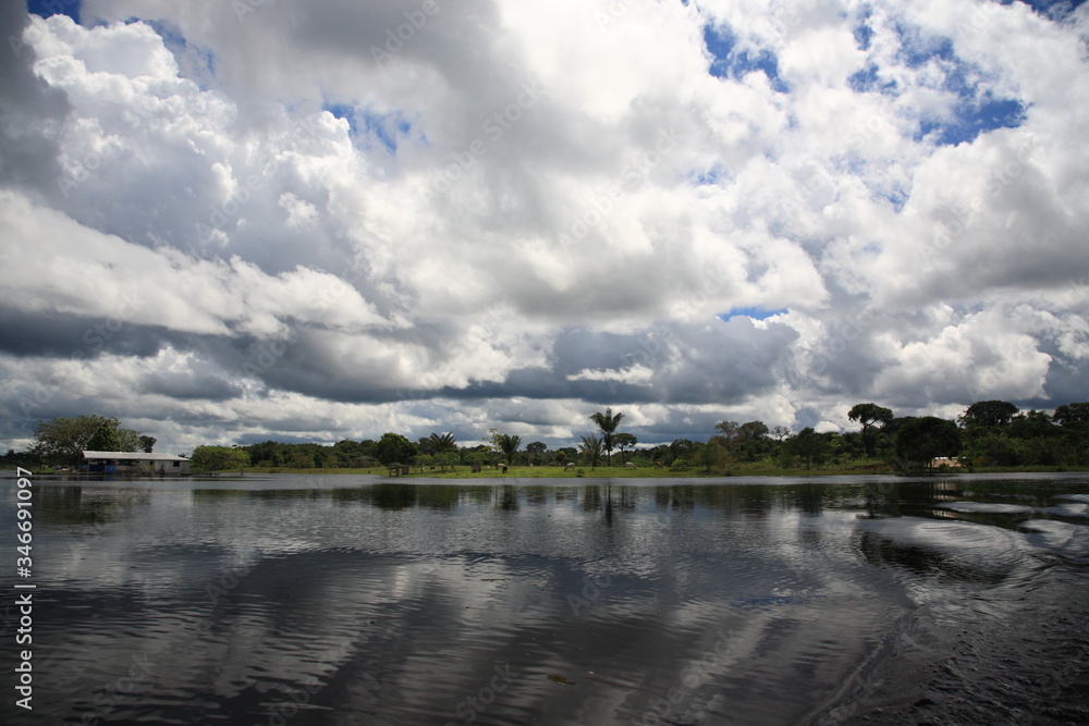 landscape of Cattles eating grass under palm trees in Amazon jungle river in Brazil landscape of Cattles eating grass under palm trees in Amazon jungle river in Brazil