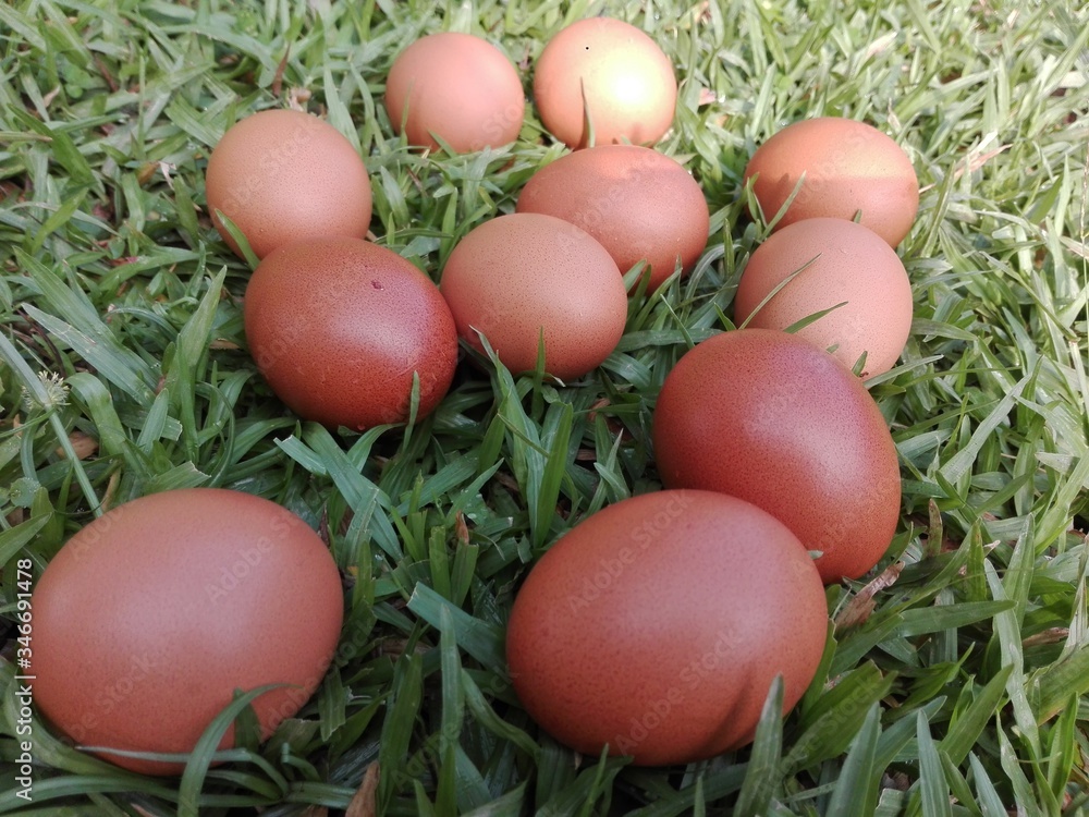 easter eggs in grass