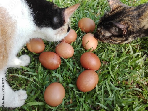 cat look at eggs photo