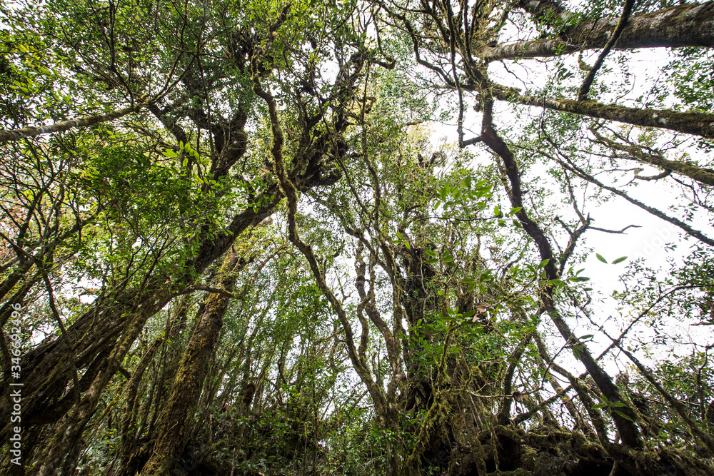 Naklejka premium tree in the forest