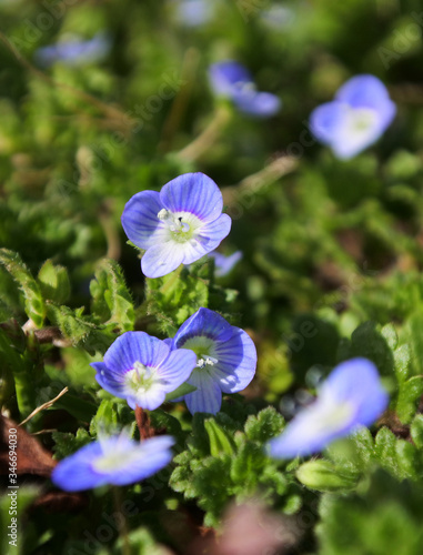 Persian speedwell with tiny flowers  very common wild flower in spring. 