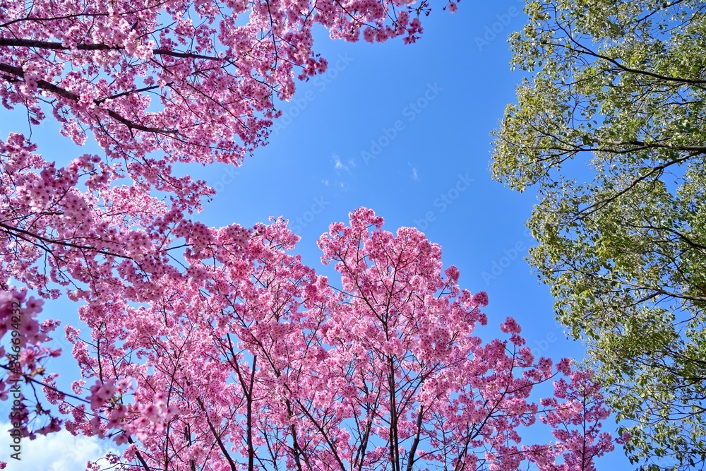 青空バックに咲く満開の陽光桜と新緑のコラボ