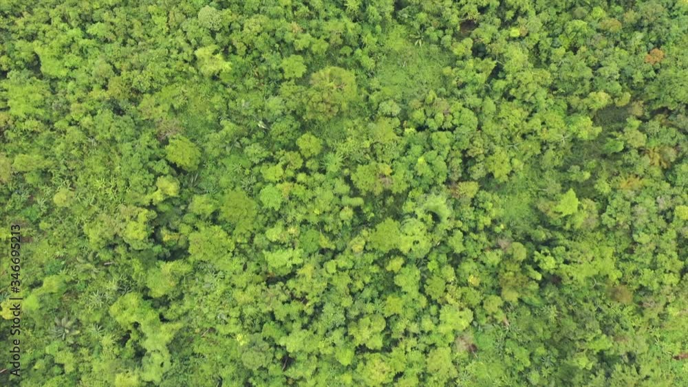 Green forest jungle view from aerial drone Green forest jungle view from aerial drone