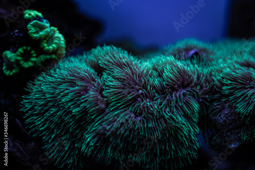 Fototapeta Naklejka Na Ścianę i Meble -  Anemones.Corals in aquarium