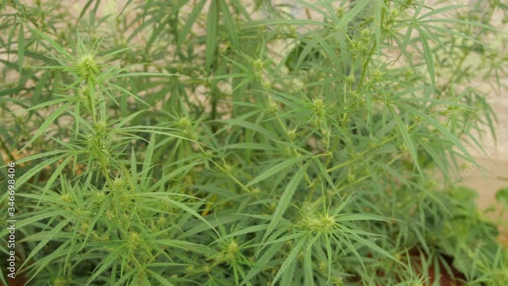 Moving shot of green marijuana plants in a greenhouse with soft daylight shining from above Moving shot of green marijuana plants in a greenhouse with soft daylight shining from above