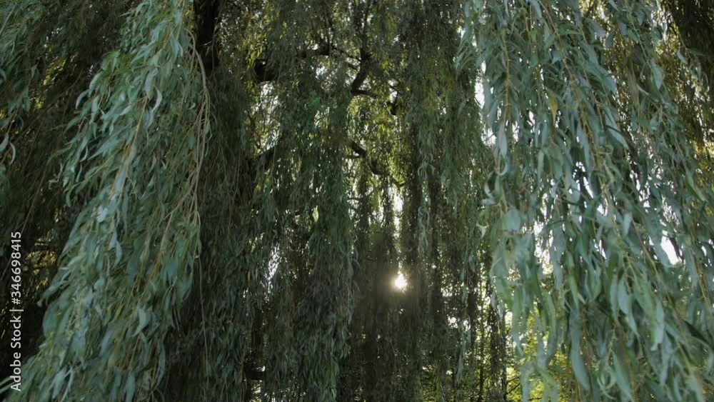The sun rays coming trough a willow branches The sun rays coming trough a willow branches