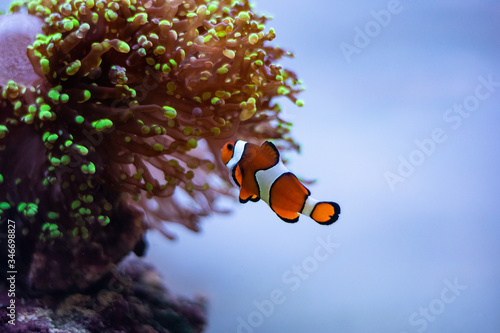 Nemo clown fish in aquarium, light background