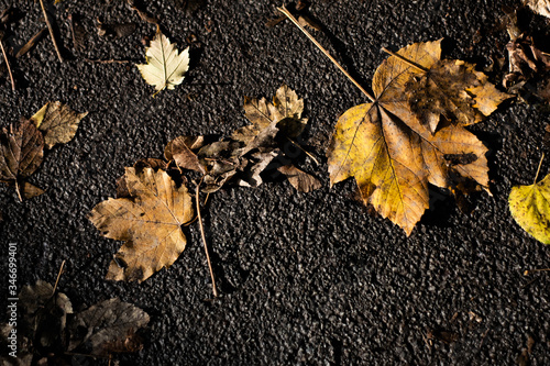 Photos Dirty yellow maple leaves on asphalt