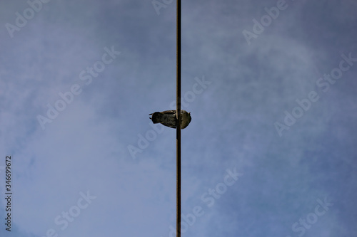 Pigeon above sits on electric line / wire. Single pigeon photo from underneath