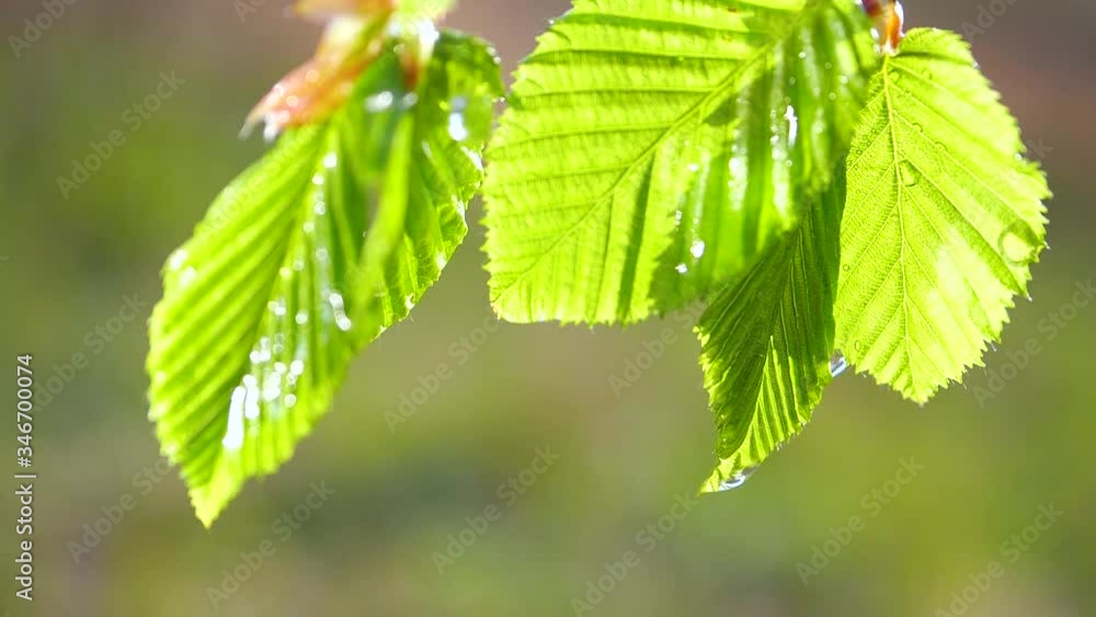 Green leaf with dew drops Green leaf with dew drops