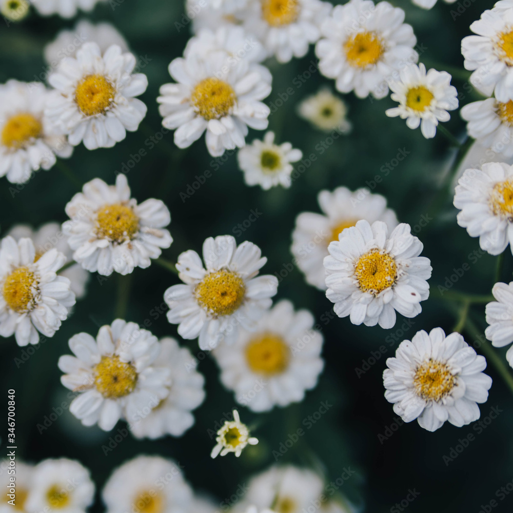 daisies on a white background daisies on a white background