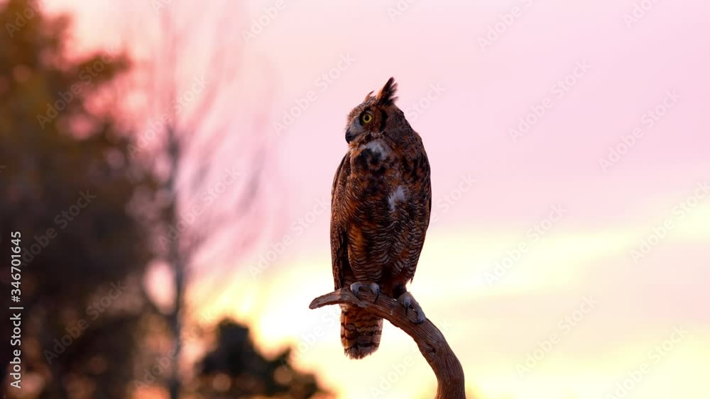 Portrait of a perched Great Horned Owl Portrait of a perched Great Horned Owl