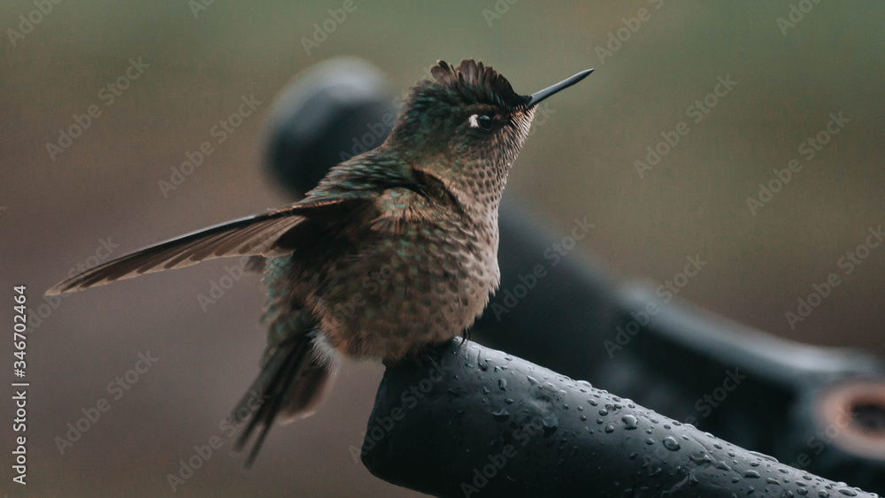 Fototapeta premium hummingbird feeding on feeder