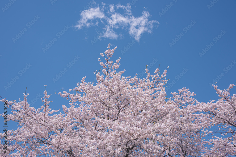 平岡樹芸センターの桜と雲（Cherry blossoms and clouds at Hiraoka arboriculture center）