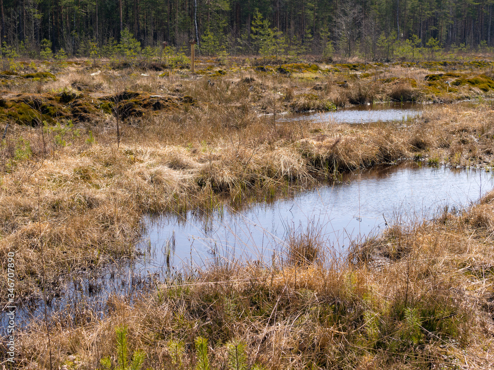 landscape with a swamp landscape with a swamp