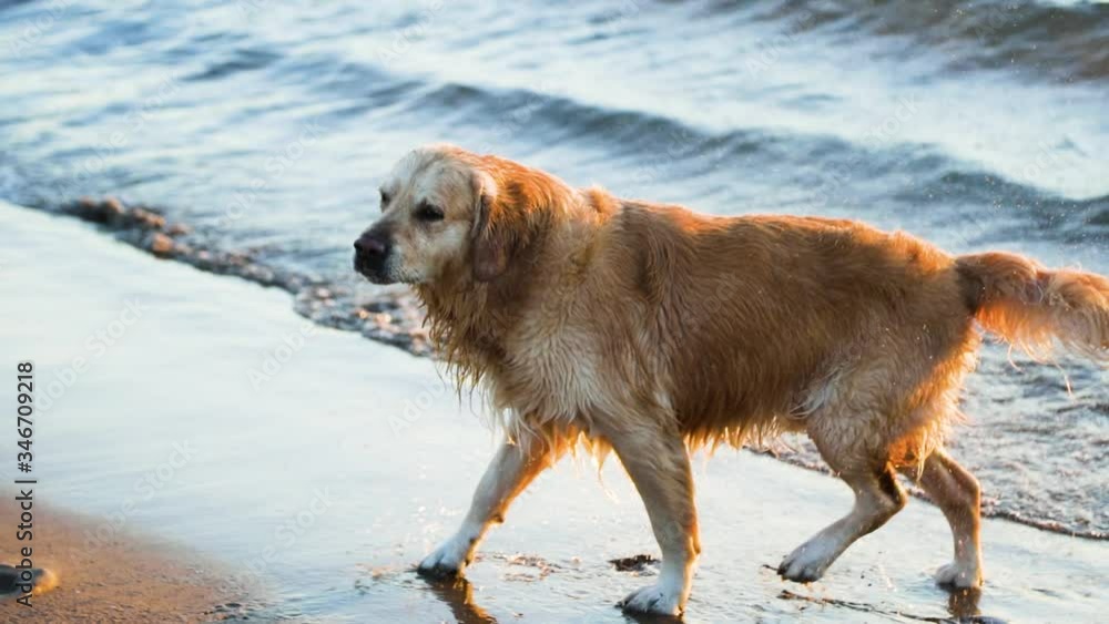 Dog get out of the sea and shakes off the water on sandy beach spreading droplets Dog get out of the sea and shakes off the water on sandy beach spreading droplets