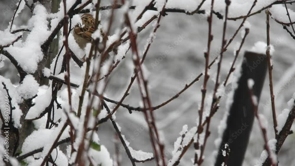 Stunning winter scenery. Snowing over the forest in the holiday season. Stunning winter scenery. Snowing over the forest in the holiday season.