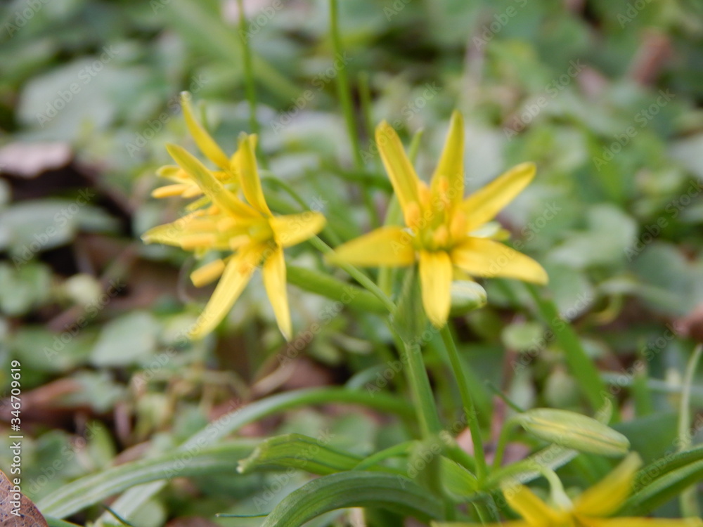 yellow flower with green leaves yellow flower with green leaves
