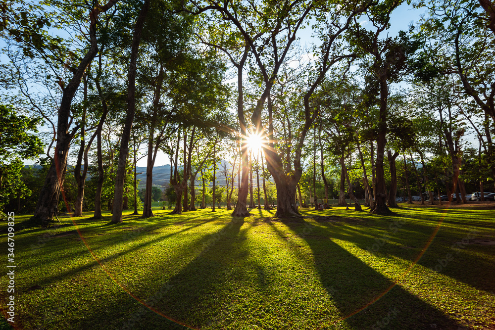 Sunbeams shining through natural trees and green grass in the ground, sun rays in a green forest.