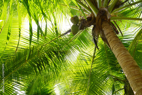 Coconut palm with fresh green leaves close up. Nature background.