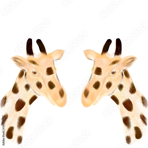 giraffes hand drawnd portrait illustration 