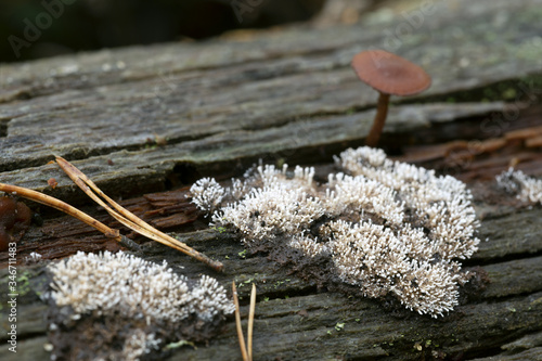 Fotografija Fungi on decaying wood
