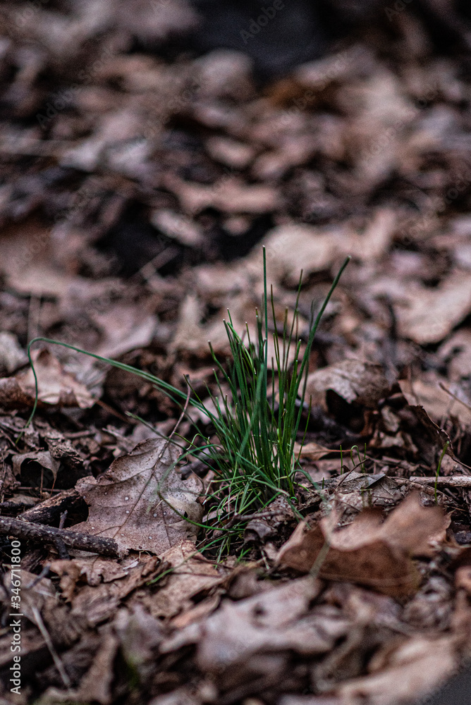 green grass in the forest green grass in the forest