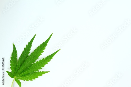 Cannabis leaves  Cannabis leaves on a white background.
