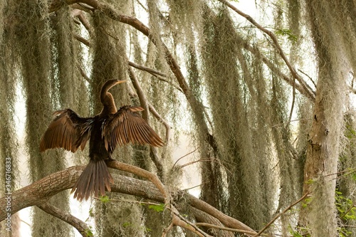 anhinga drying in the moss