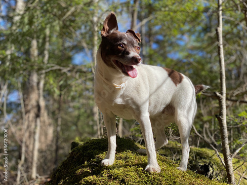 Rat Terrier in The Woods