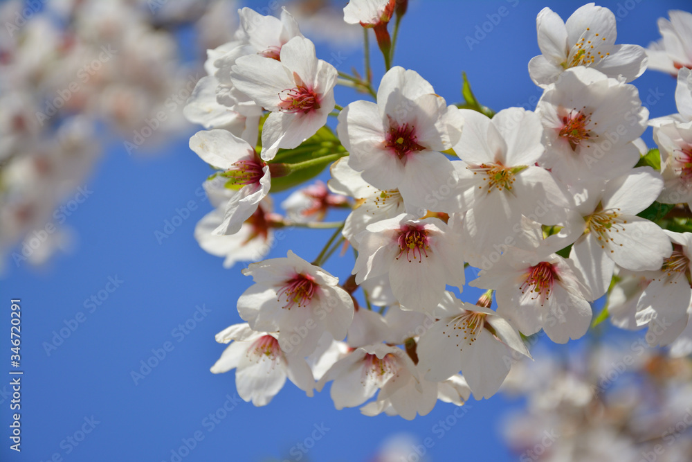 Cherry blossoms in full bloom_満開の桜2 Cherry blossoms in full bloom_満開の桜2
