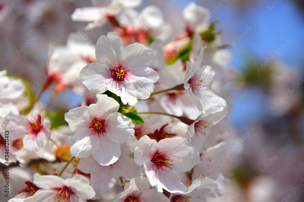 Cherry blossoms in full bloom_満開の桜3
